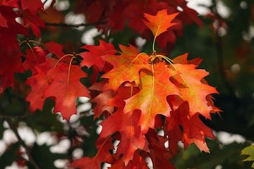 Azalea Sprinter Fall Foliage Train